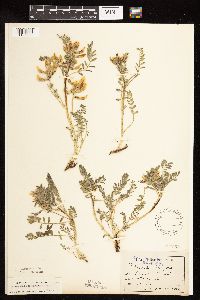 Astragalus crassicarpus image