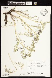 Astragalus crassicarpus image