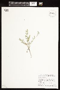 Astragalus lotiflorus image