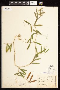 Lathyrus palustris image