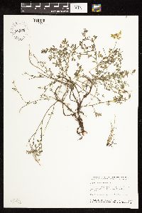 Lotus corniculatus image