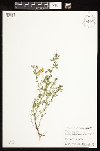 Lotus corniculatus image