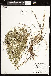 Lotus corniculatus image