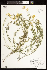 Lotus corniculatus image
