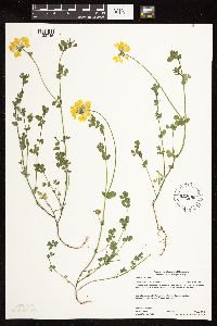 Lotus corniculatus image