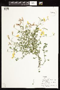 Lotus corniculatus image