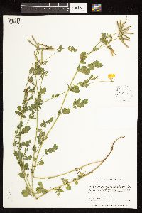 Lotus corniculatus image