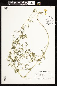 Lotus corniculatus image