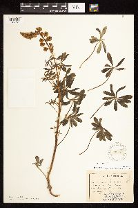 Lupinus perennis image