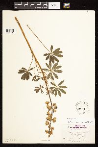 Lupinus perennis image
