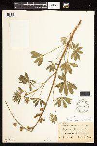 Lupinus perennis image