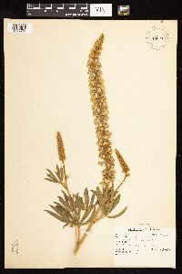 Thumbnail image of current specimen