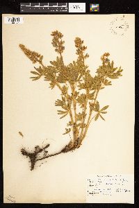 Thumbnail image of current specimen