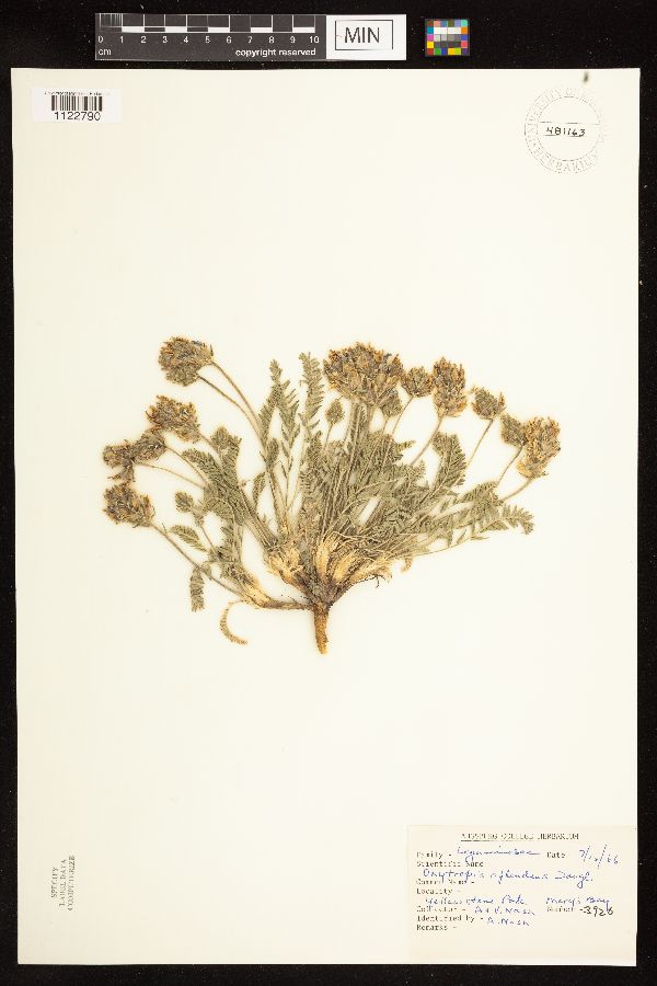 Oxytropis splendens image