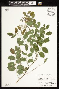 Robinia pseudoacacia image