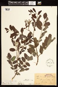 Robinia pseudoacacia image
