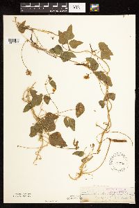 Strophostyles helvola image