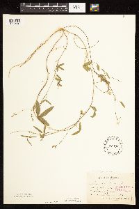 Strophostyles helvola image