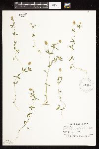Trifolium arvense image