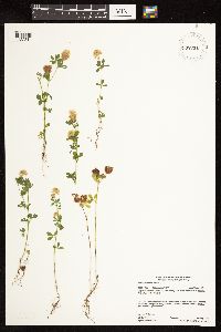 Trifolium aureum image