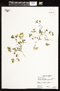 Trifolium campestre image