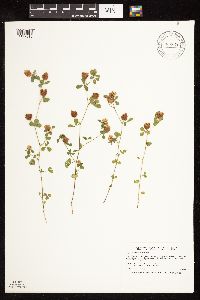 Trifolium campestre image