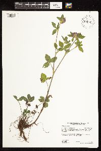 Trifolium pratense image