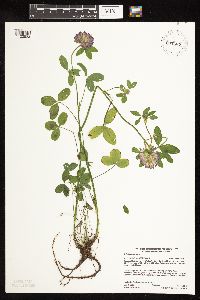 Trifolium pratense image