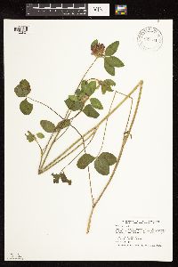 Trifolium pratense image
