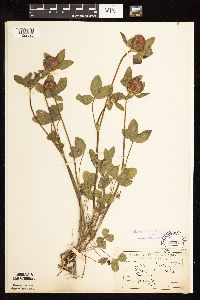 Trifolium pratense image