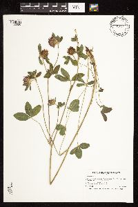 Trifolium pratense image