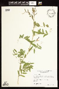 Vicia americana image