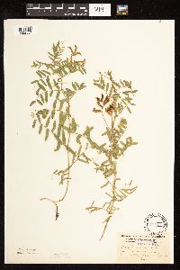 Vicia americana image