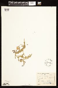 Vicia americana image