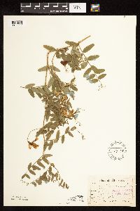 Vicia americana image