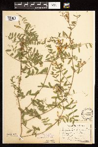 Vicia americana image