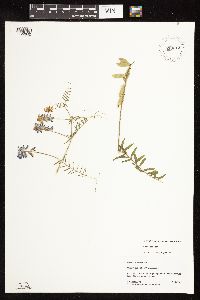 Image of Vicia villosa