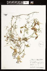 Vicia villosa image