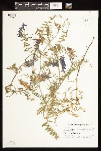 Vicia villosa image