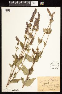 Image Associated With the Occurrence