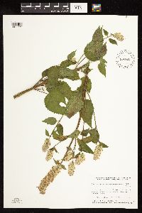 Agastache scrophulariifolia image