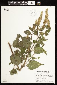 Agastache scrophulariifolia image