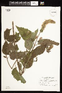 Agastache scrophulariifolia image