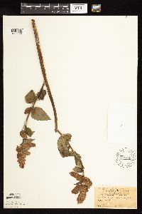 Agastache scrophulariifolia image