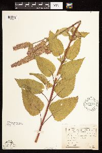 Agastache scrophulariifolia image
