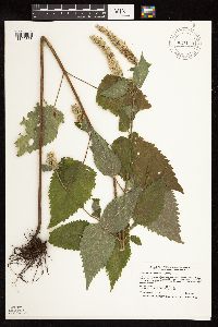 Agastache scrophulariifolia image