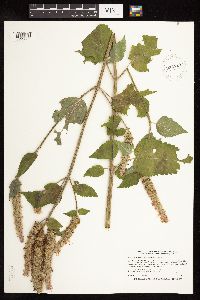 Agastache scrophulariifolia image