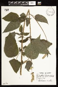 Agastache scrophulariifolia image