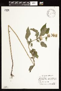 Blephilia hirsuta image