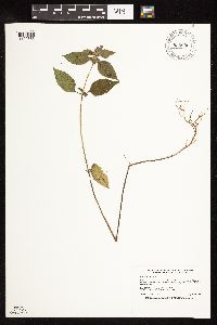 Galeopsis tetrahit image